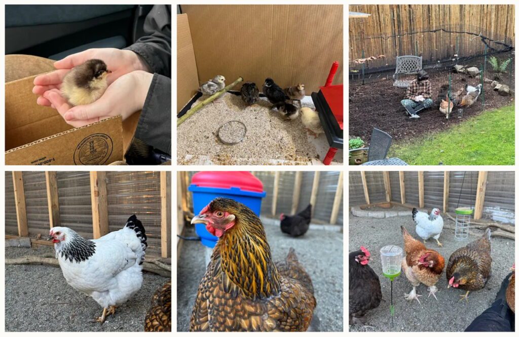 chickens